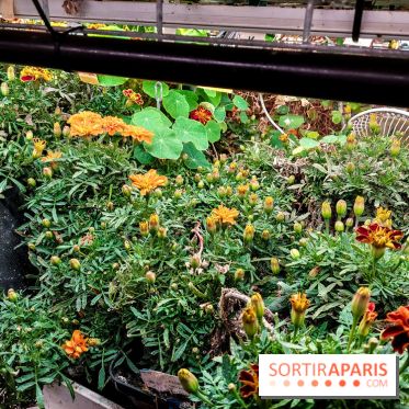 La Caverne, ferme urbaine bio à Paris, nos photos - 20240122 145116