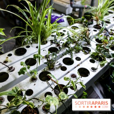 La Caverne, ferme urbaine bio à Paris, nos photos - IMG 2203