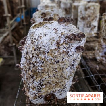 La Caverne, ferme urbaine bio à Paris, nos photos - IMG 2223