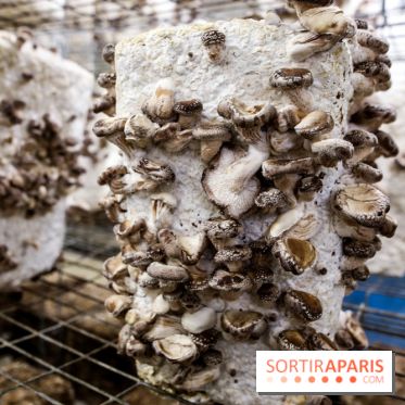 La Caverne, ferme urbaine bio à Paris, nos photos