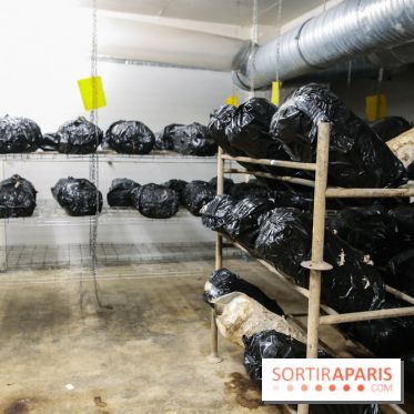 La Caverne, ferme urbaine bio à Paris, nos photos - IMG 2228