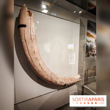 Dans la Seine : une expo de la Crypte archéologique dévoile les objets retrouvés dans la Seine  - IMG20240130094847