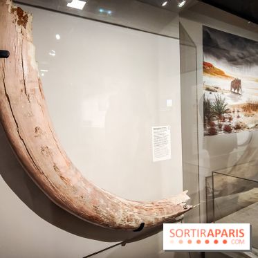 Dans la Seine : une expo de la Crypte archéologique dévoile les objets retrouvés dans la Seine  - IMG20240130094855