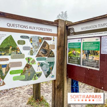 Le sentier de l'érosion à Fontainebleau - balade en forêt - IMG 6594