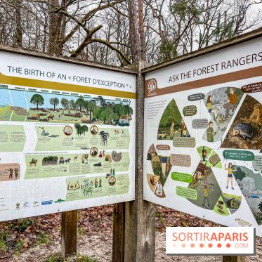 Le sentier de l'érosion à Fontainebleau - balade en forêt - IMG 6593