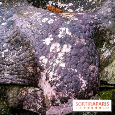 Le sentier de l'érosion à Fontainebleau - balade en forêt -  A7C4645