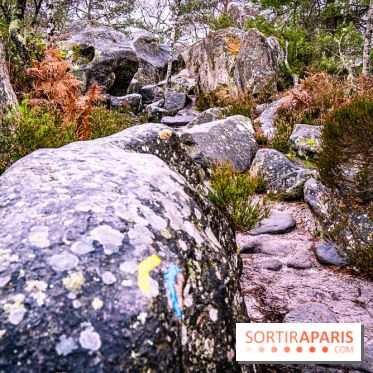 Le sentier de l'érosion à Fontainebleau - balade en forêt -  A7C4646
