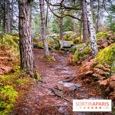 Le sentier de l'érosion à Fontainebleau - balade en forêt -  A7C4640
