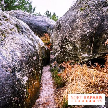 Le sentier de l'érosion à Fontainebleau - balade en forêt -  A7C4642