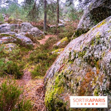 Le sentier de l'érosion à Fontainebleau - balade en forêt -  A7C4632
