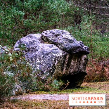 Le sentier de l'érosion à Fontainebleau - balade en forêt -  A7C4628
