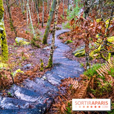 Le sentier de l'érosion à Fontainebleau - balade en forêt -  A7C4578 HDR