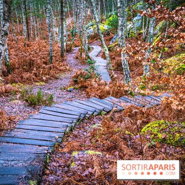 Le sentier de l'érosion à Fontainebleau - balade en forêt -  A7C4596 HDR