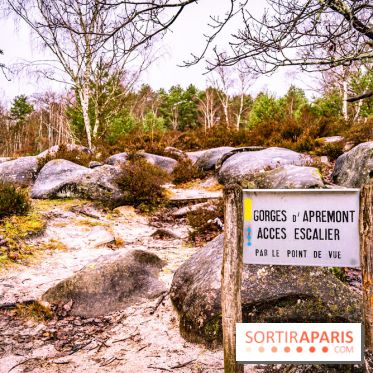 Le sentier de l'érosion à Fontainebleau - balade en forêt -  A7C4561