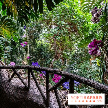 1001 Orchidées 2024, les photos de l'exposition florale dans les Grandes Serres du Muséum -  A7C5178 HDR
