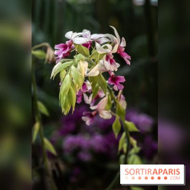 1001 Orchidées 2024, les photos de l'exposition florale dans les Grandes Serres du Muséum