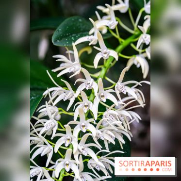 1001 Orchidées 2024, les photos de l'exposition florale dans les Grandes Serres du Muséum