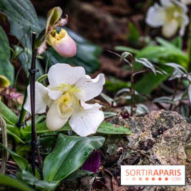 1001 Orchidées 2024, les photos de l'exposition florale dans les Grandes Serres du Muséum