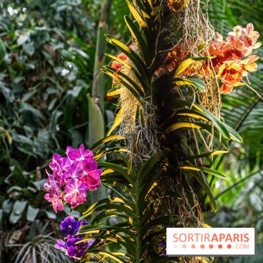 1001 Orchidées 2024, les photos de l'exposition florale dans les Grandes Serres du Muséum