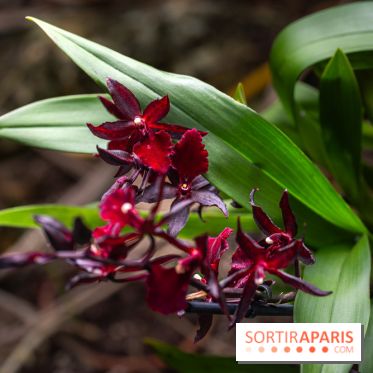 1001 Orchidées 2024, les photos de l'exposition florale dans les Grandes Serres du Muséum