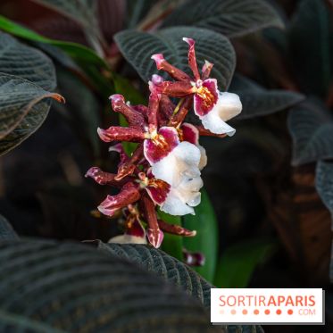 1001 Orchidées 2024, les photos de l'exposition florale dans les Grandes Serres du Muséum