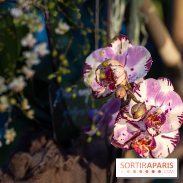1001 Orchidées 2024, les photos de l'exposition florale dans les Grandes Serres du Muséum