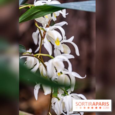 1001 Orchidées 2024, les photos de l'exposition florale dans les Grandes Serres du Muséum