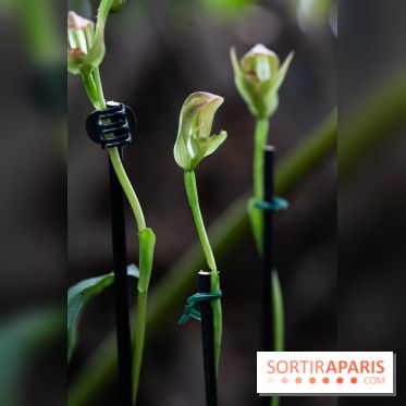 1001 Orchidées 2024, les photos de l'exposition florale dans les Grandes Serres du Muséum