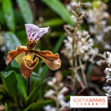 1001 Orchidées 2024, les photos de l'exposition florale dans les Grandes Serres du Muséum