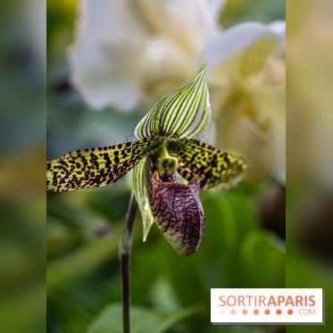 1001 Orchidées 2024, les photos de l'exposition florale dans les Grandes Serres du Muséum