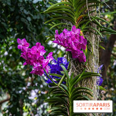 1001 Orchidées 2024, les photos de l'exposition florale dans les Grandes Serres du Muséum
