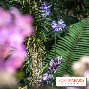 1001 Orchidées 2024, les photos de l'exposition florale dans les Grandes Serres du Muséum
