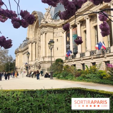 Visuel Paris 8e - Petit Palais printemps cerisiers fleurs 