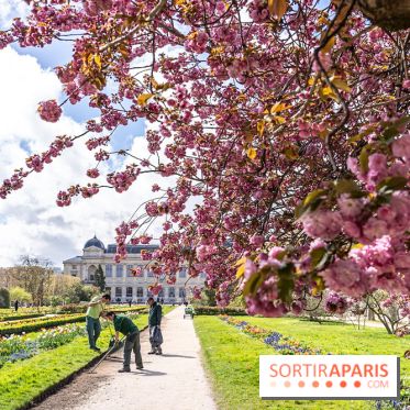 Visuel Paris 5e -  jardin des plantes - museum - printemps - cerisiers