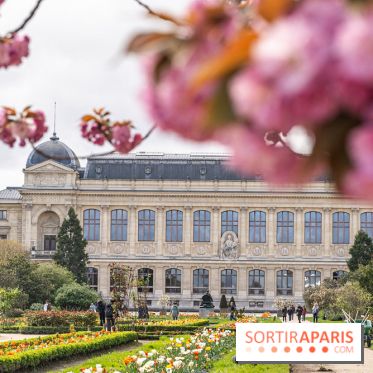 Visuel Paris 5e -  jardin des plantes - museum - printemps - cerisiers