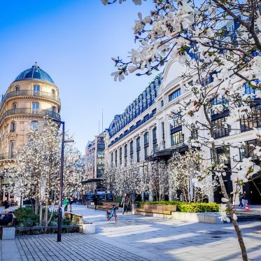 Visuel Paris 4e - printemps arbre fleurs