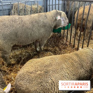 Salon de l'agriculture 2024