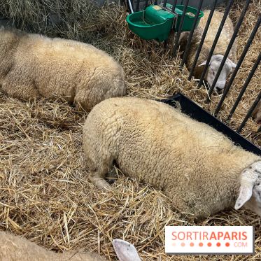 Salon de l'agriculture 2024