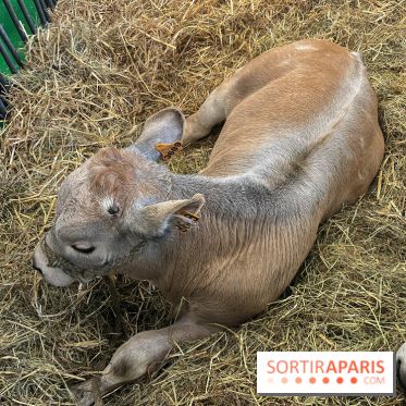 Salon de l'agriculture 2024 - image00037