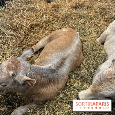 Salon de l'agriculture 2024 - image00036