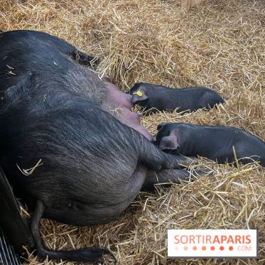 Salon de l'agriculture 2024 - image00030