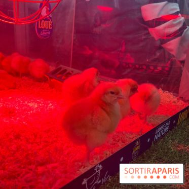 Salon de l'agriculture 2024 - image00031