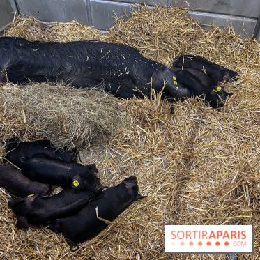 Salon de l'agriculture 2024 - image00029