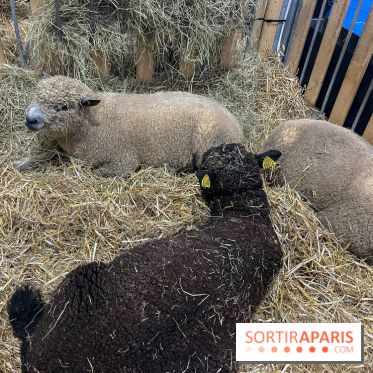 Salon de l'agriculture 2024