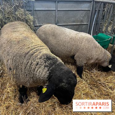 Salon de l'agriculture 2024