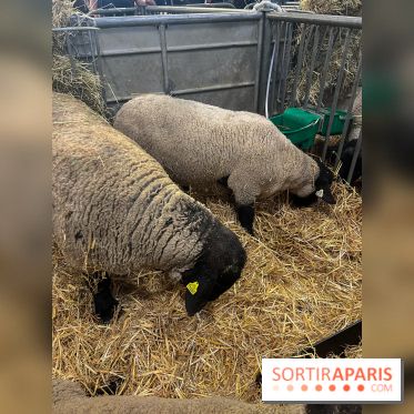 Salon de l'agriculture 2024 - image00022