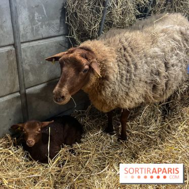 Salon de l'agriculture 2024 - image00020