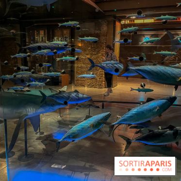 Grande Galerie de l'évolution- visuels 2024 - image00110