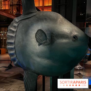 Grande Galerie de l'évolution- visuels 2024 - image00112