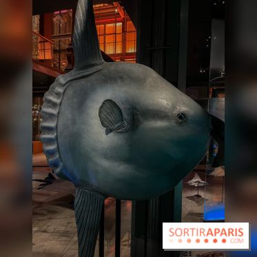 Grande Galerie de l'évolution- visuels 2024 - image00113